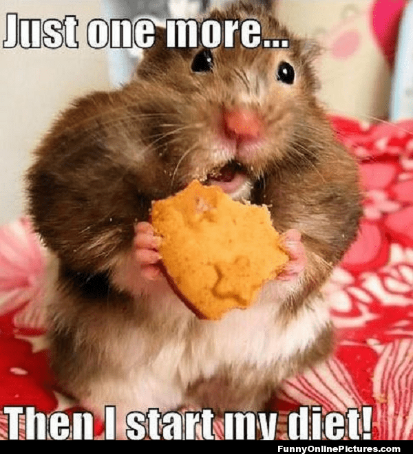 Funny Hamster Memes - The best hamster memes online