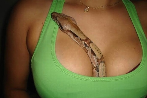 snakes in a bra smuggling attempt