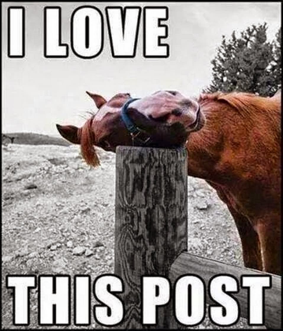 Funny Horse Memes