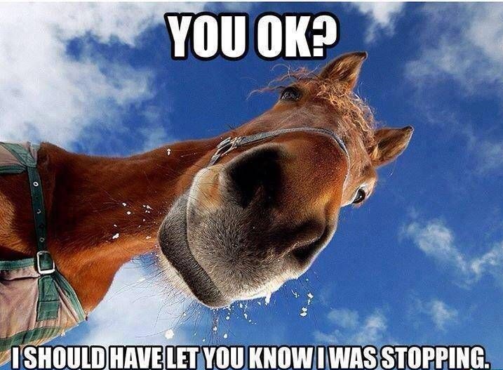 Funny Horse Memes