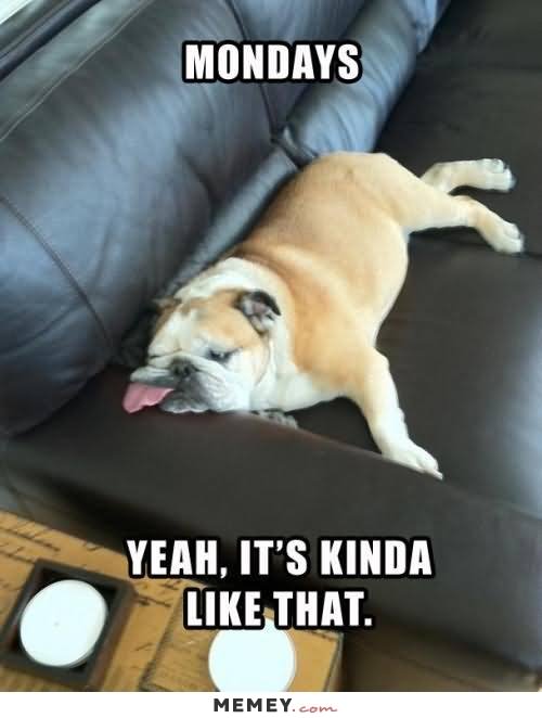 Funny Lazy Memes with dogs
