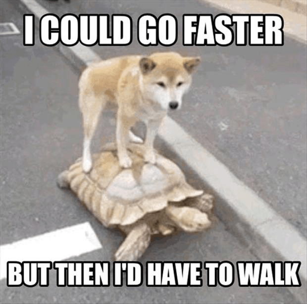 Funny Lazy Memes with turtles