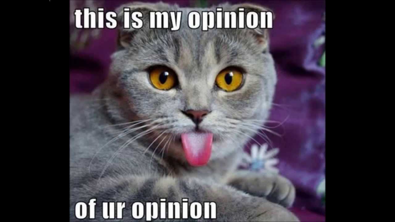 Funny Cat Memes - The Best Funny Cat Memes - Slapwank