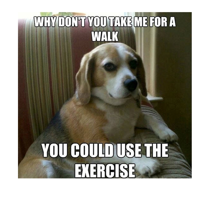 Funny Dog Memes about walking the dog