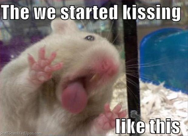 Funny hamster memes - Give me a kiss darling!