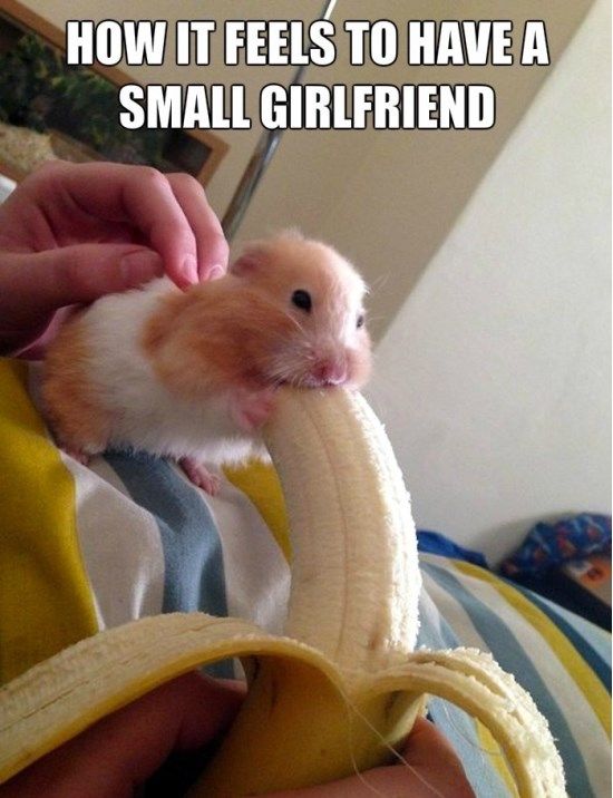 Funny hamster memes - Tasty banana!