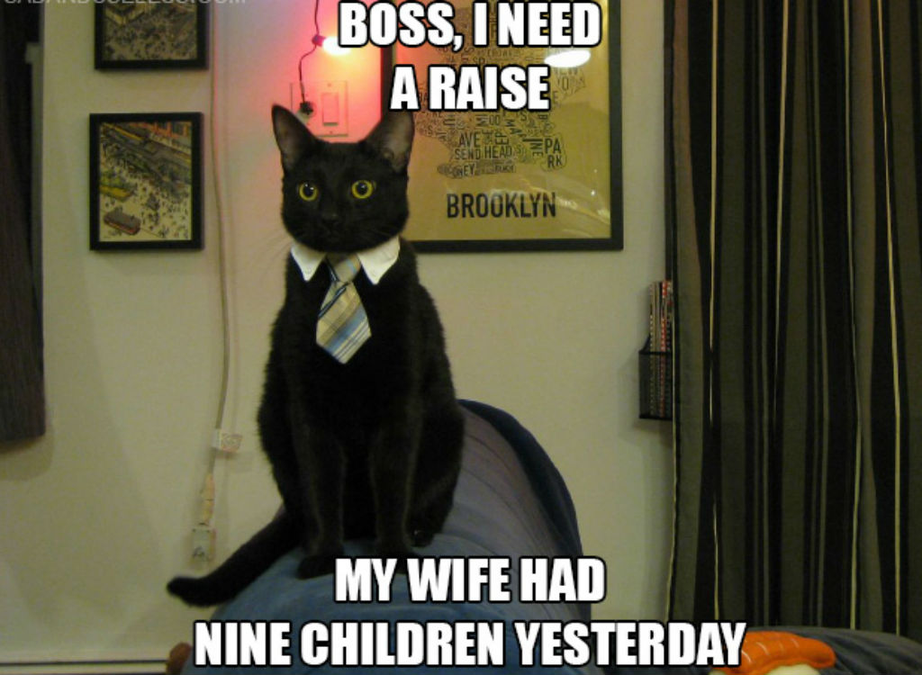 Cat asking for a raise