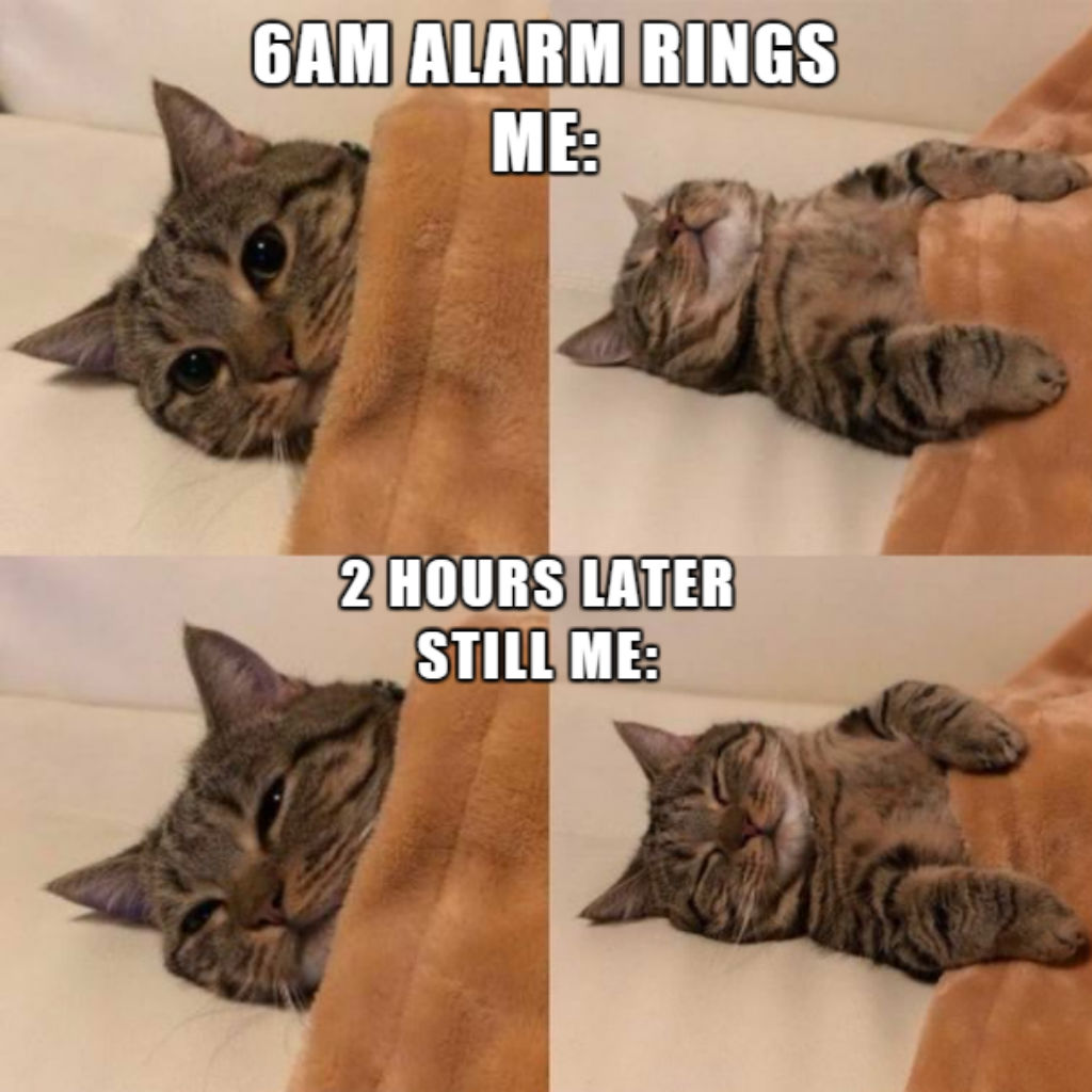 Cat hears the alarm bell