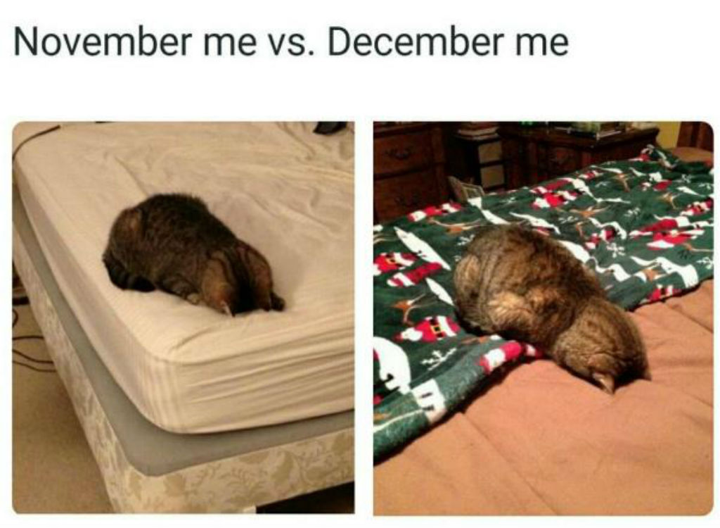 November and December Cats