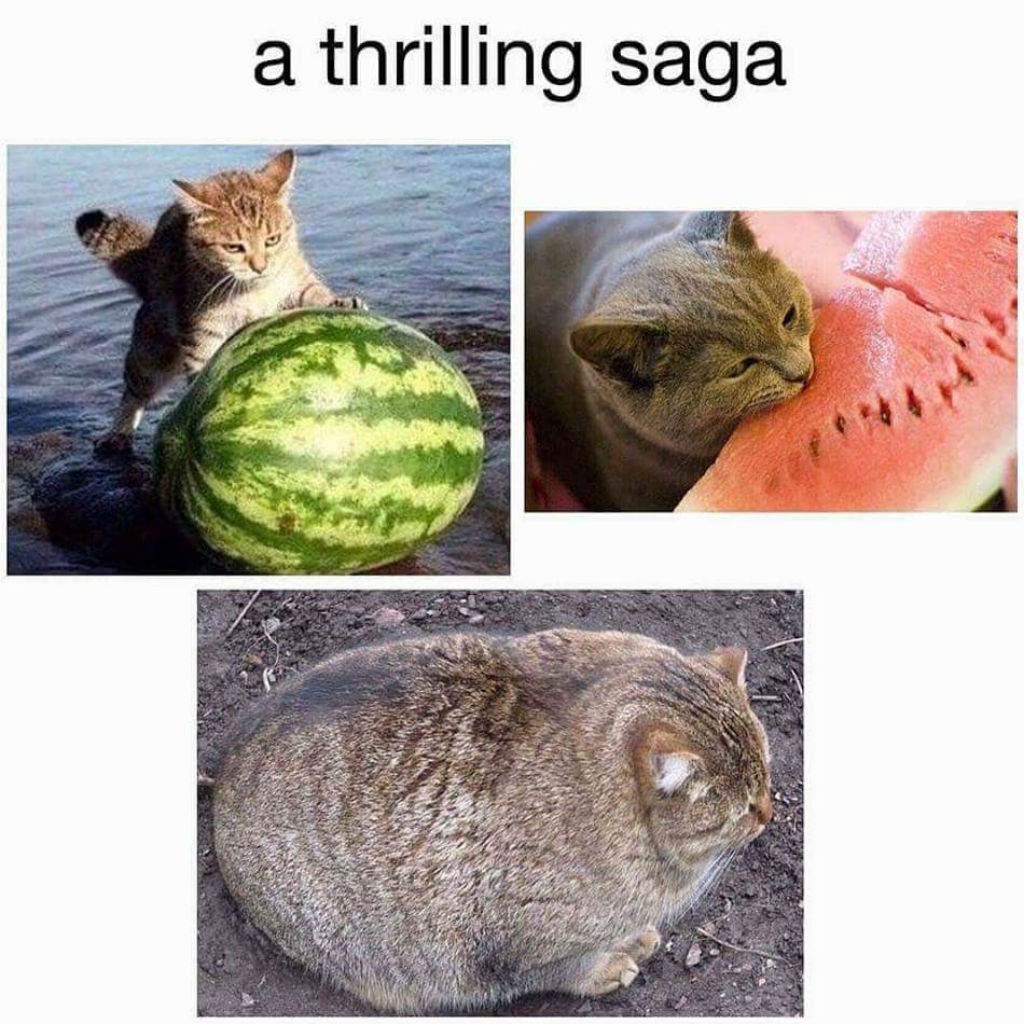 Cat saga with watermelon