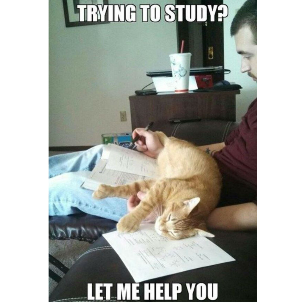 Cats make great study pals