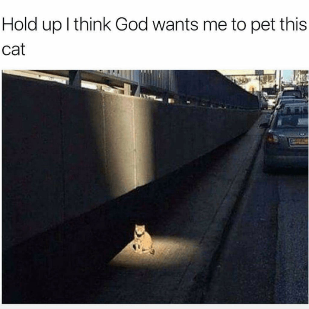 God wants me to pet this cat