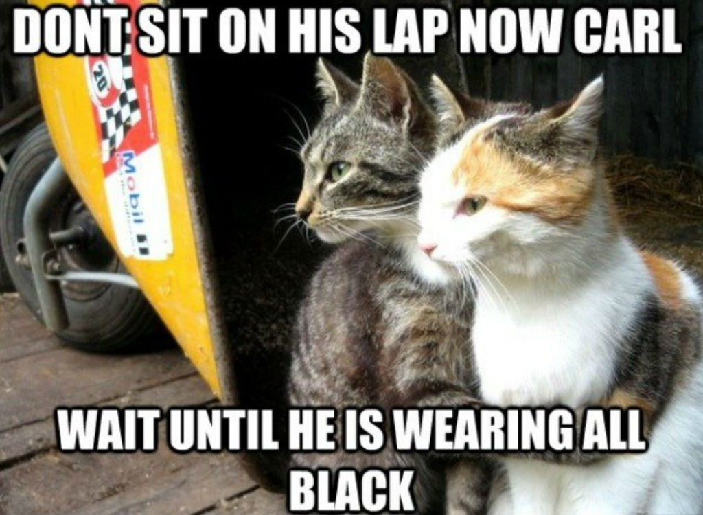 Cats wait until you wear black before they sit on your lap