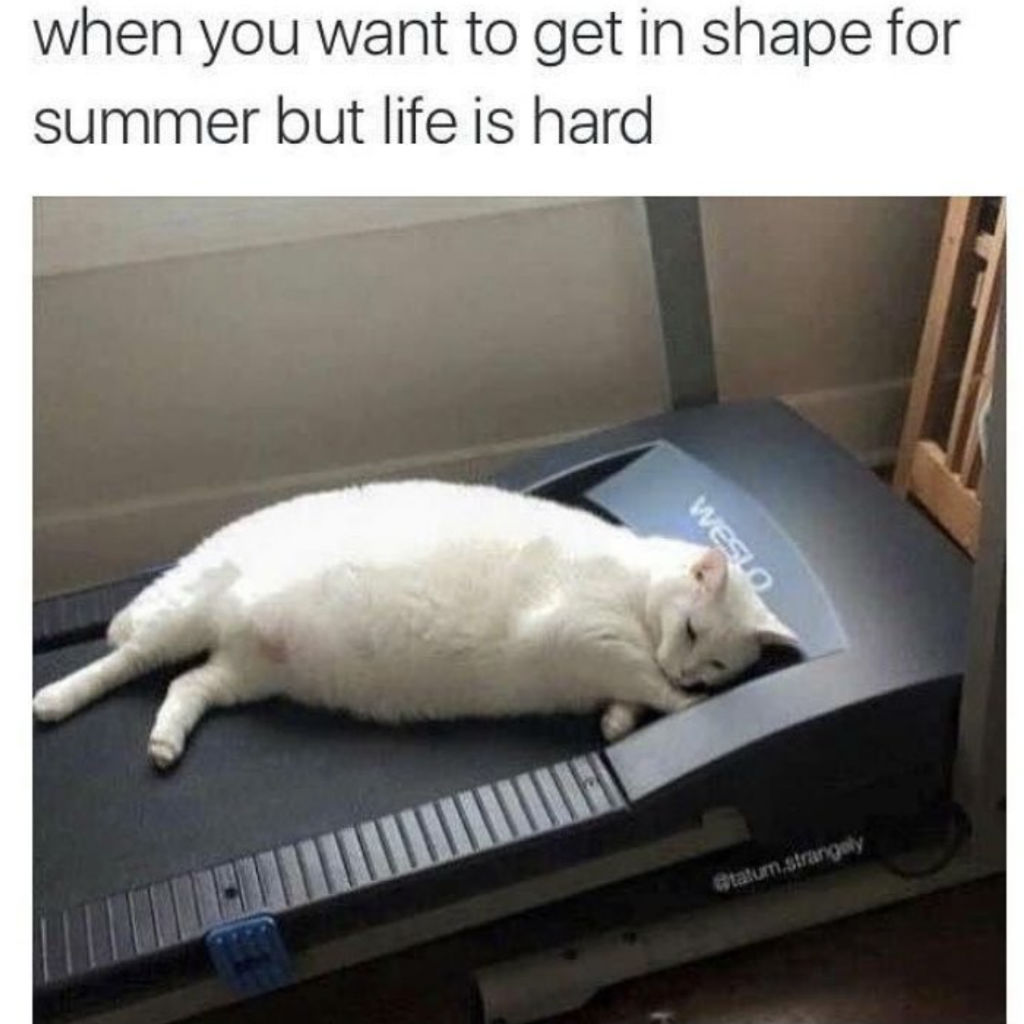 This cat gave up trying to get in shape