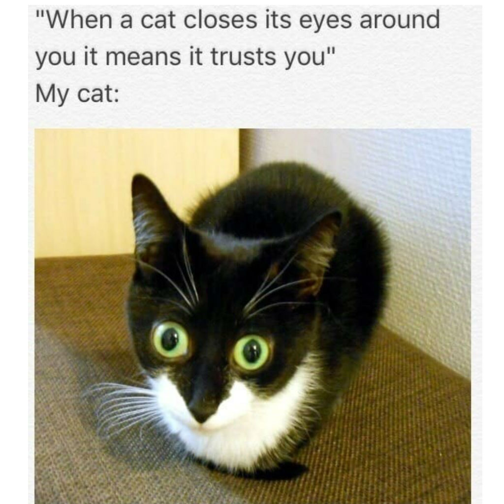 Wide eyed cat meme