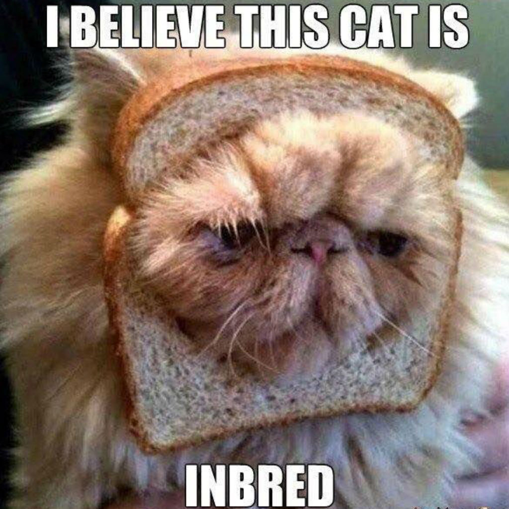 Inbred Cat