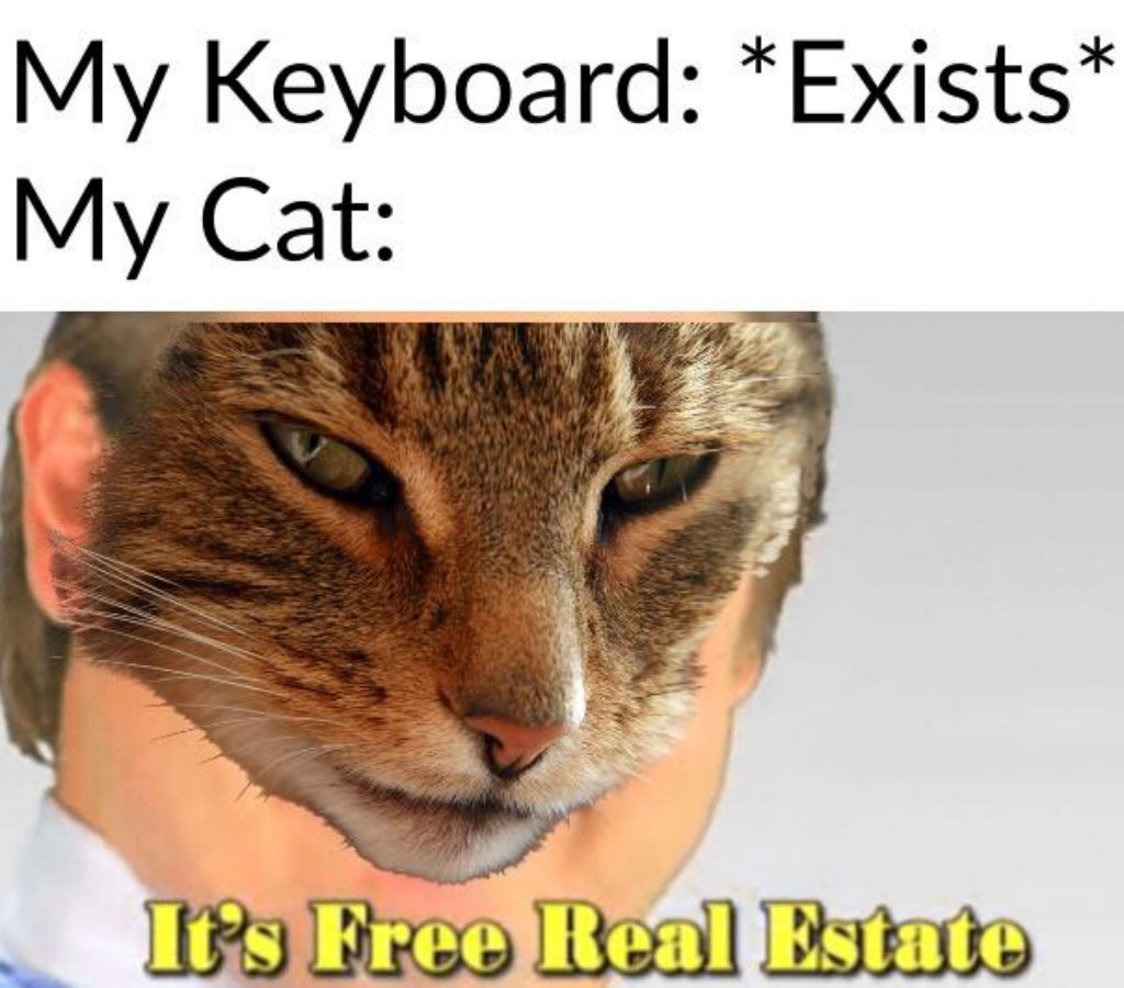 Cats love keyboards