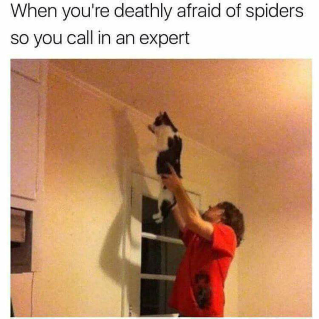 Cat starts looking for spiders