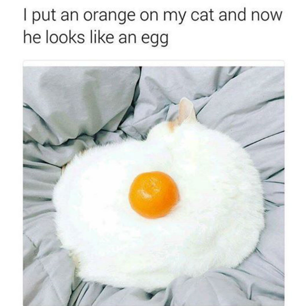 Cat looks like a fried egg meme