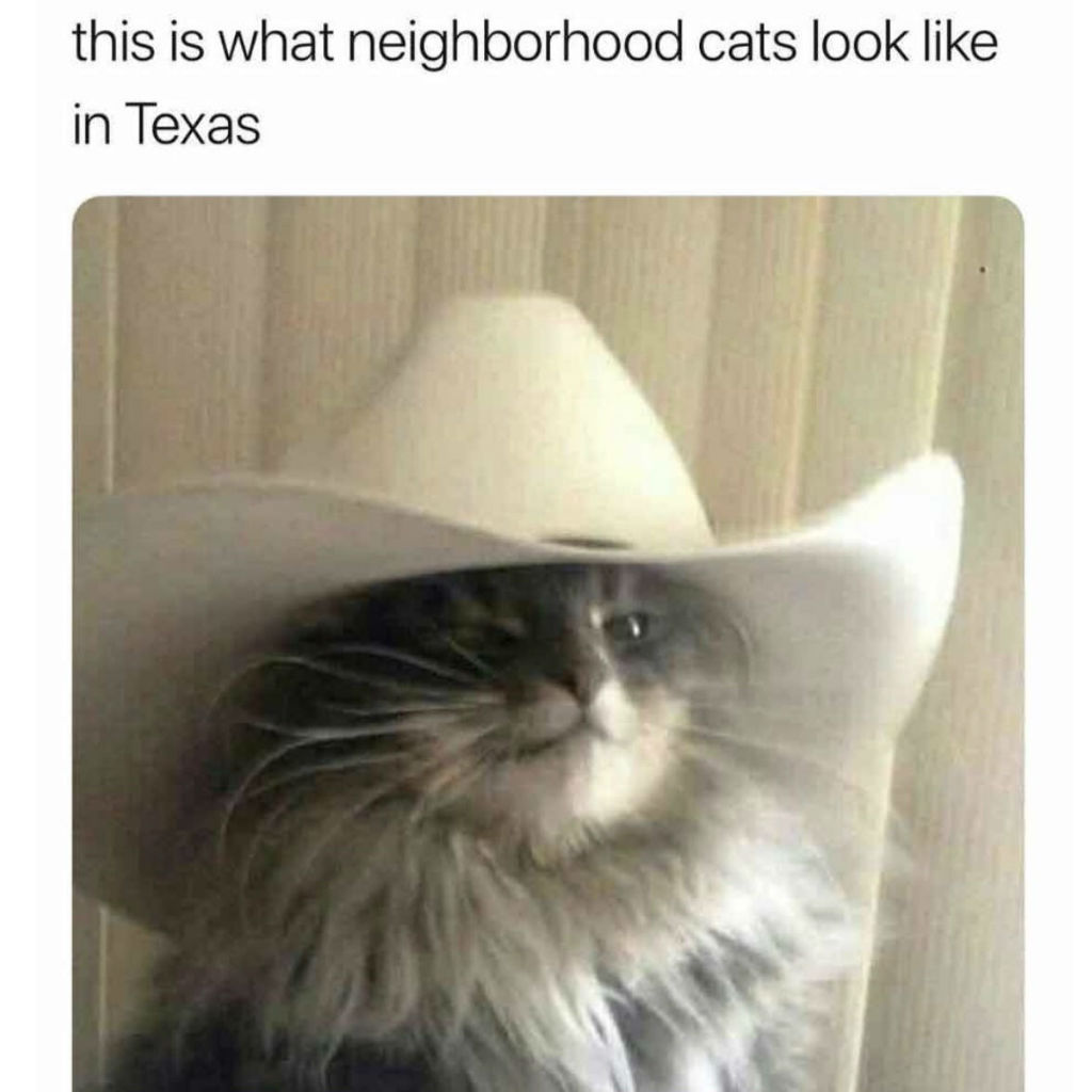 Texas Cat With A Hat Meme
