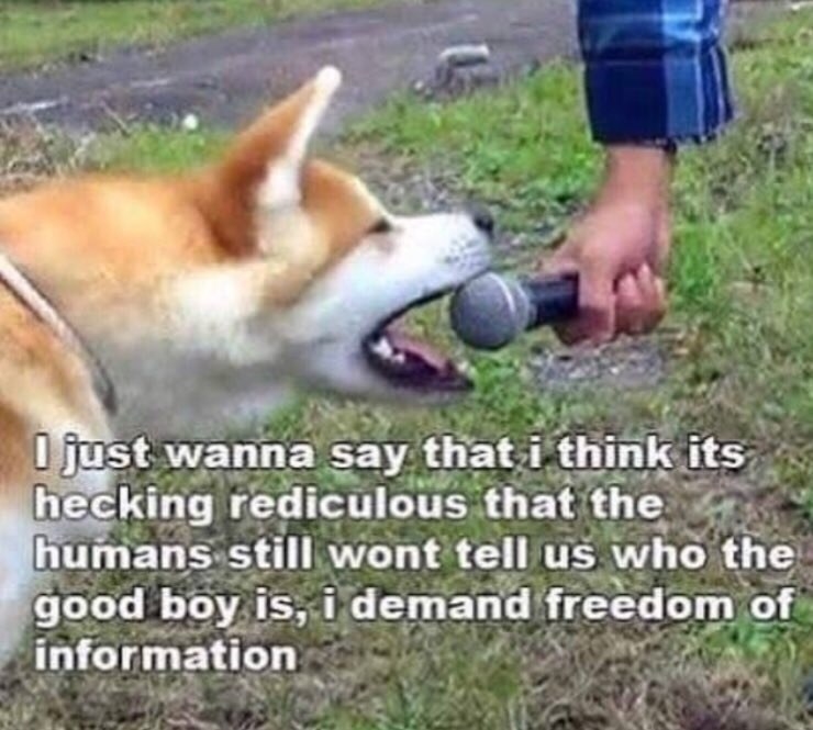 Dog being interviewed