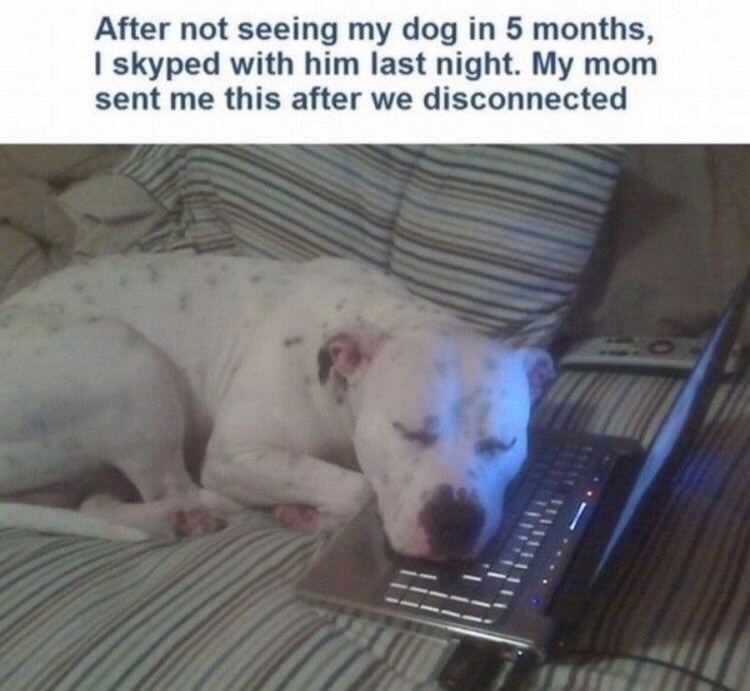 Skype call with dog