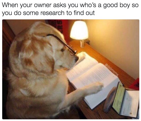 Researching who is a good dog