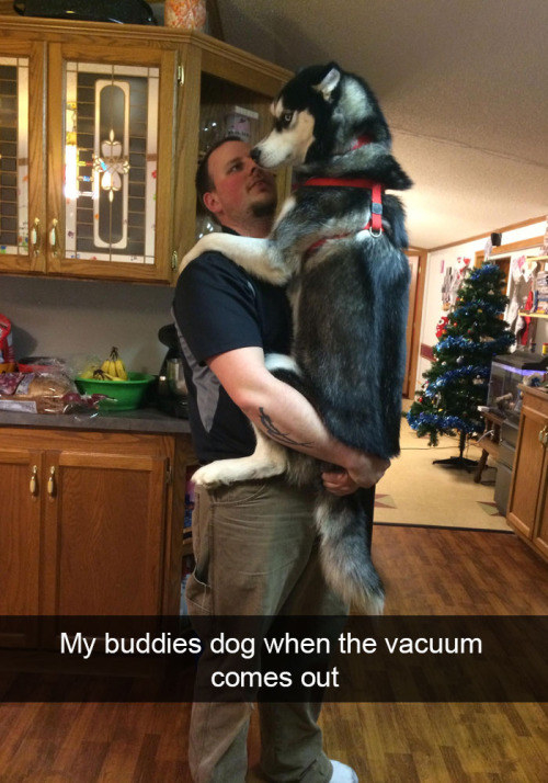 Dog scared of vacuum cleaner