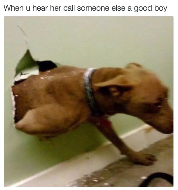 Who's a good boy?