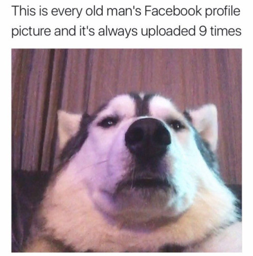 Facebook dog profile