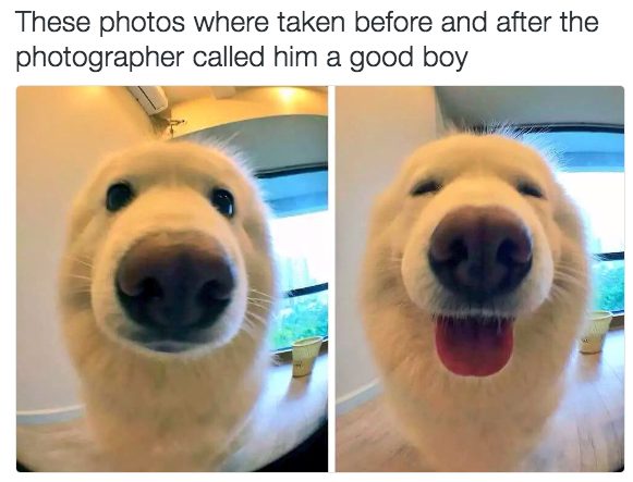 Before and after dog photo