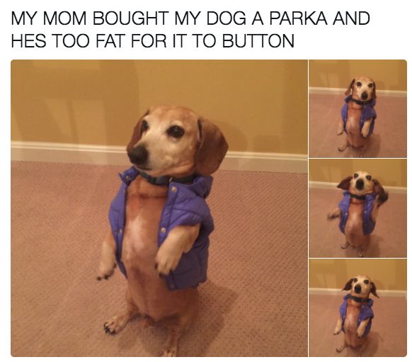 Dog in a parka