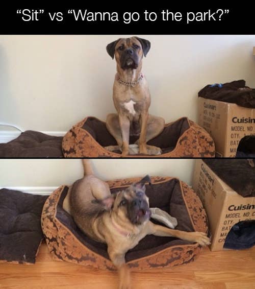  Sit vs Wanna go to the park