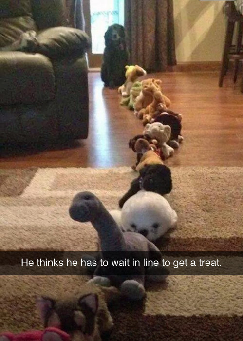Dog in queue