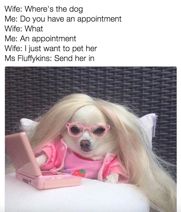 Doggy receptionist