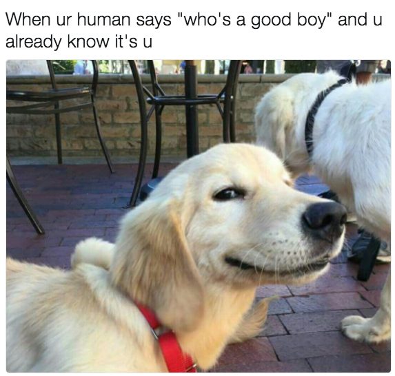 Dog knows who's good