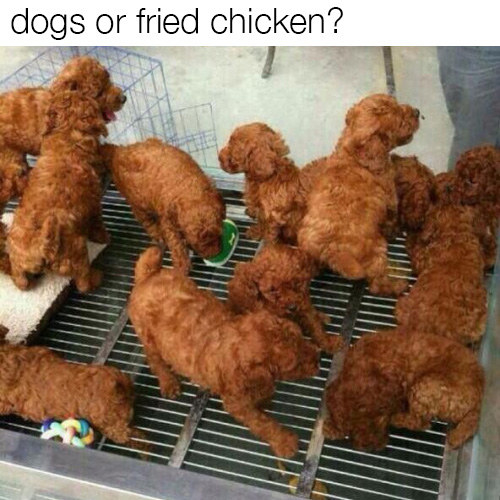Dogs or fried chicken?