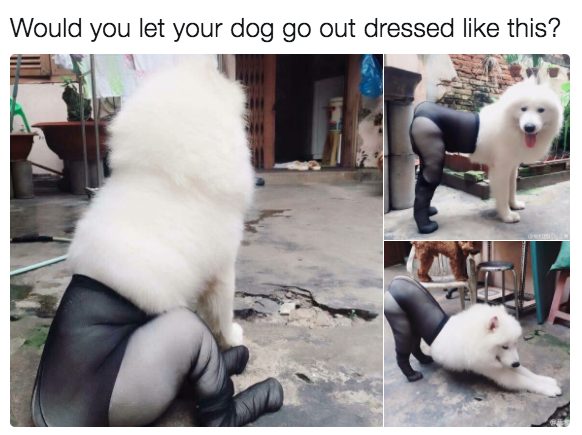 Dressed up dog