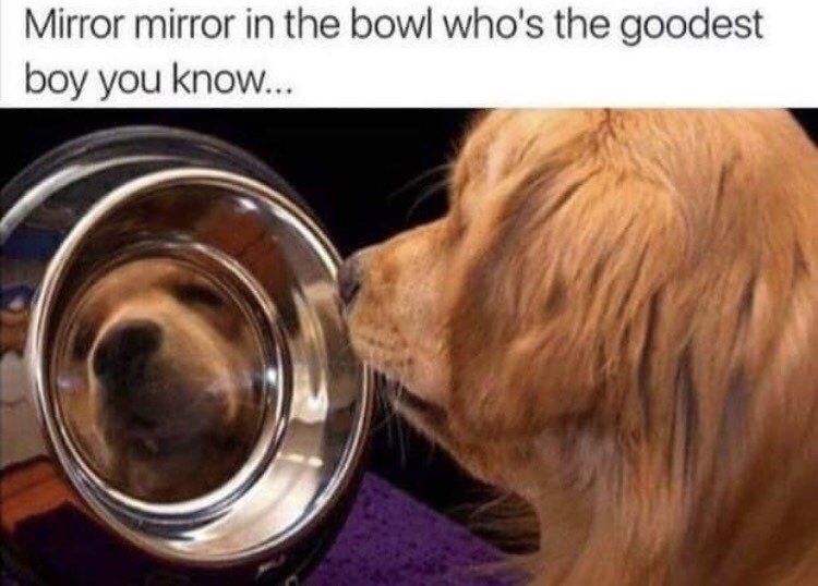  Mirror Mirror dog
