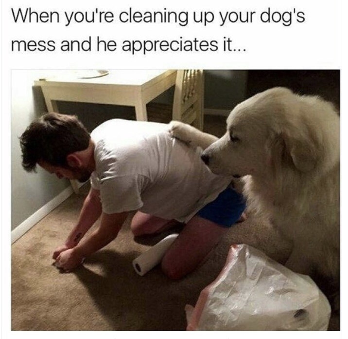 Cleaning up dog mess
